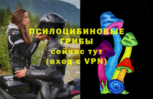 стаф Аркадак
